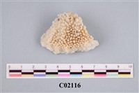 藏品(珊瑚化石)的圖片